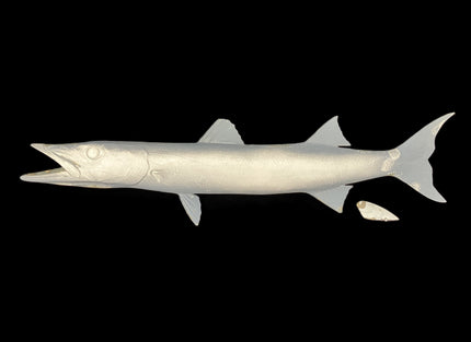 31-INCH BARRACUDA BLANK, STANDARD