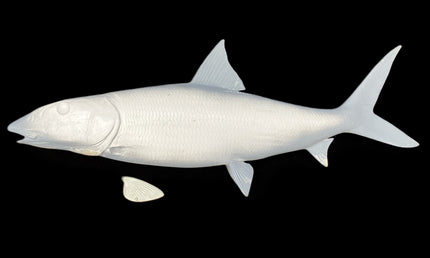 31-INCH BONEFISH BLANK, STANDARD