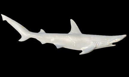 31-INCH BONNETHEAD SHARK BLANK, STANDARD