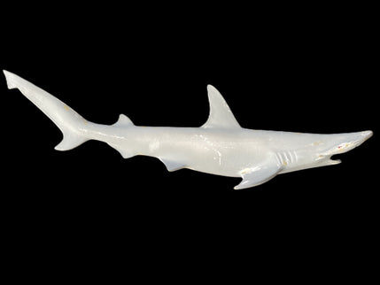 31-INCH BONNETHEAD SHARK BLANK, STANDARD