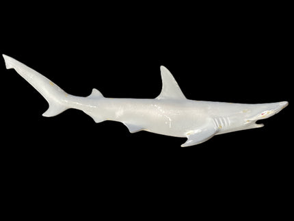 31-INCH BONNETHEAD SHARK BLANK, STANDARD