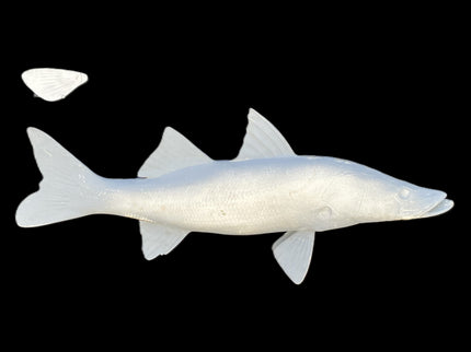 31-INCH COMMON SNOOK BLANK, STANDARD