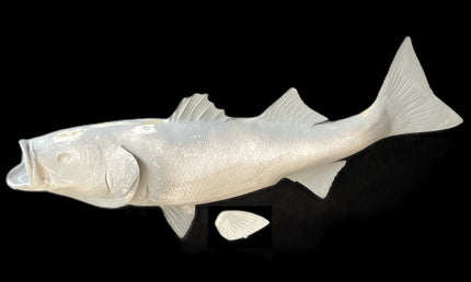 31-INCH STRIPED BASS BLANK, STANDARD