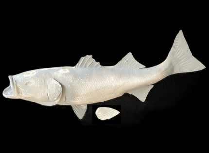 31-INCH STRIPED BASS BLANK, STANDARD