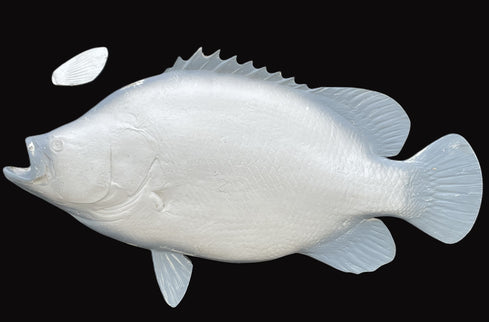 31-INCH TRIPLETAIL BLANK, STANDARD