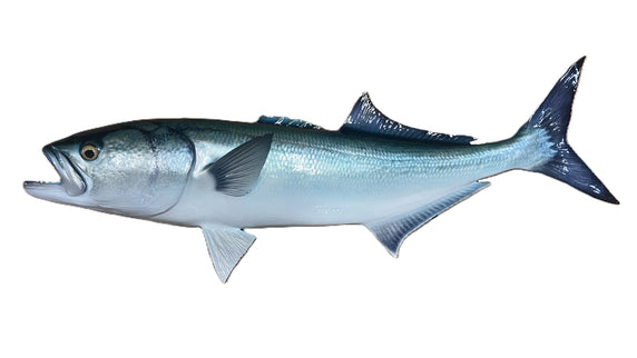 31-INCH BLUEFISH