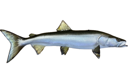 31-INCH SHEEFISH