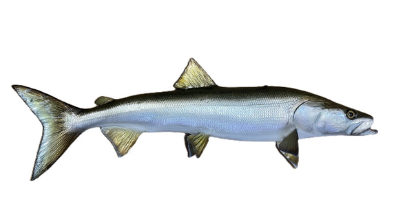 31-INCH SHEEFISH