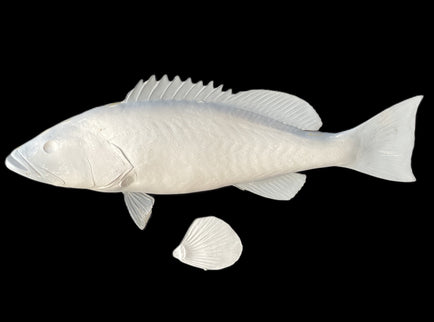 32-INCH GAG GROUPER BLANK, STANDARD
