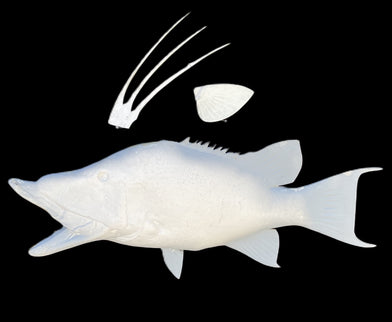 32-INCH HOG SNAPPER BLANK, STANDARD