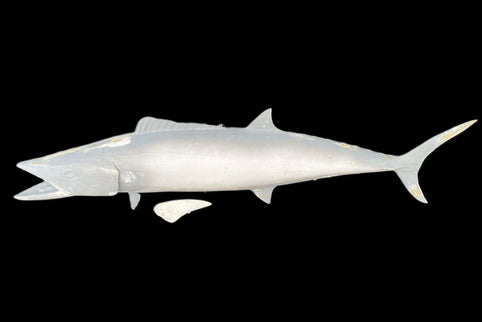 32-INCH SPANISH MACKEREL BLANK, STANDARD