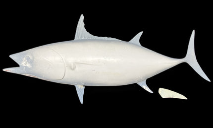 32-INCH SKIPJACK TUNA BLANK, STANDARD