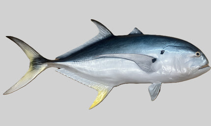 32-INCH CREVALLE JACK