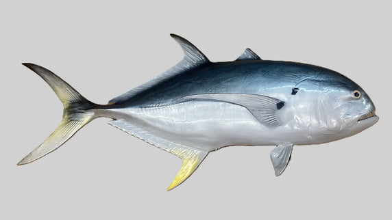 32-INCH CREVALLE JACK