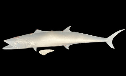 33-INCH SPANISH MACKEREL BLANK, STANDARD