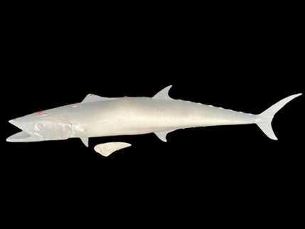 33-INCH SPANISH MACKEREL BLANK, STANDARD