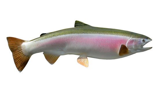 33-INCH STEELHEAD TROUT, HALF-SIDED