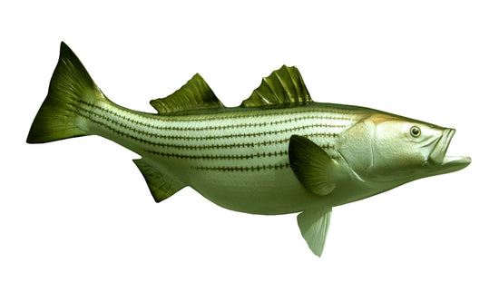 33-INCH STRIPED BASS, HALF-SIDED
