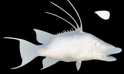 34-INCH HOG SNAPPER BLANK, STANDARD