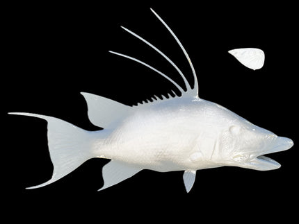 34-INCH HOG SNAPPER BLANK, STANDARD