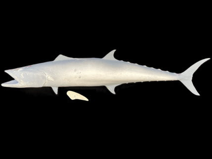 34-INCH KINGFISH BLANK, STANDARD