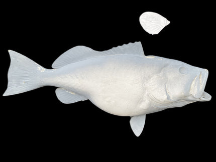 34-INCH RED GROUPER BLANK, STANDARD