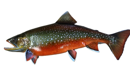 34-INCH ARCTIC CHAR