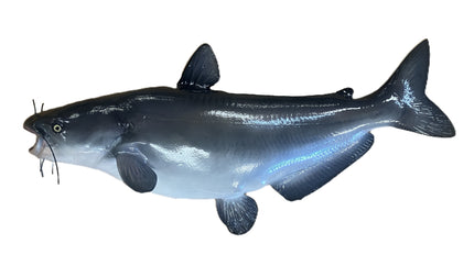 34-INCH BLUE CATFISH