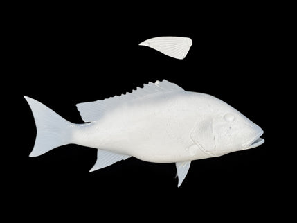 34-INCH MUTTON SNAPPER BLANK, STANDARD