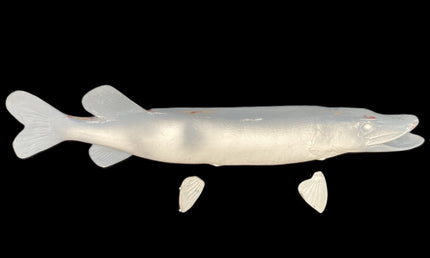 35-INCH NORTHERN PIKE BLANK, STANDARD
