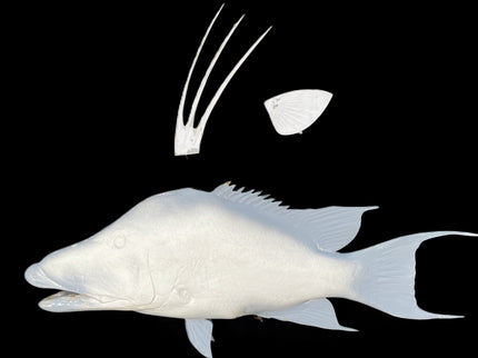 35-INCH HOG SNAPPER BLANK, STANDARD