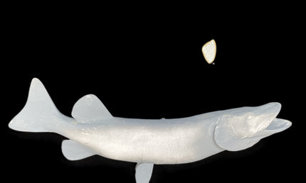 35-INCH MUSKIE BLANK, STANDARD