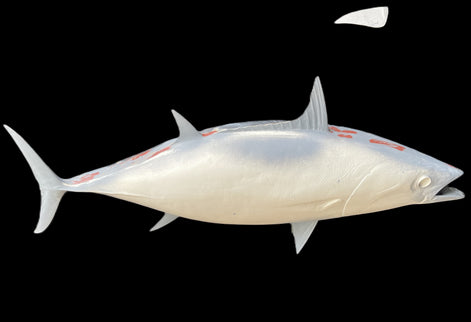 35-INCH SKIPJACK TUNA BLANK, STANDARD