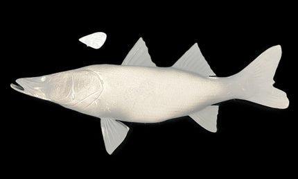 36-INCH COMMON SNOOK BLANK, STANDARD