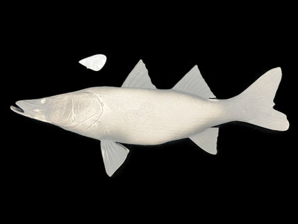 36-INCH COMMON SNOOK BLANK, STANDARD