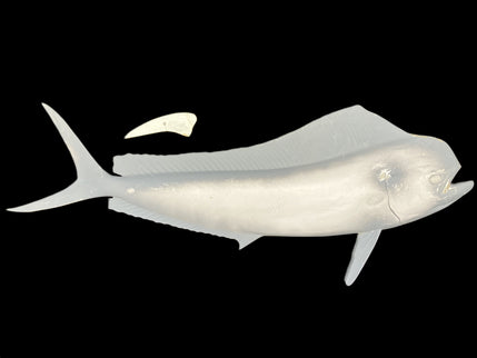 36-INCH BULL DOLPHIN BLANK, STANDARD