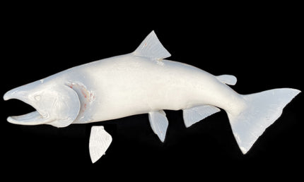 36-INCH KING SALMON BLANK, STANDARD