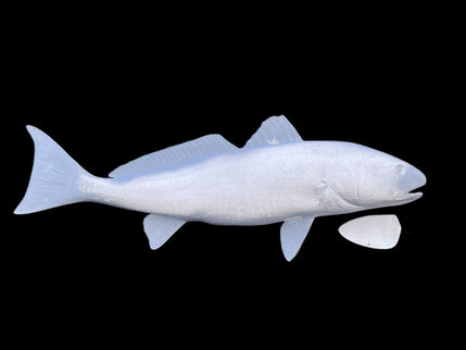 36-INCH REDFISH BLANK, STANDARD