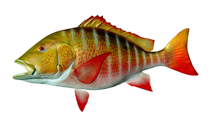 36-INCH MUTTON SNAPPER, HALF-SIDED