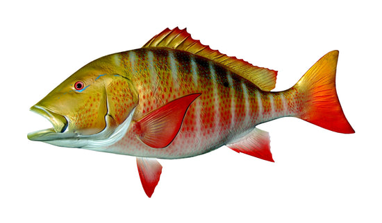 36-INCH MUTTON SNAPPER, HALF-SIDED