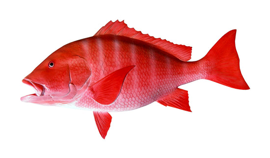 36-INCH RED SNAPPER, HALF-SIDED