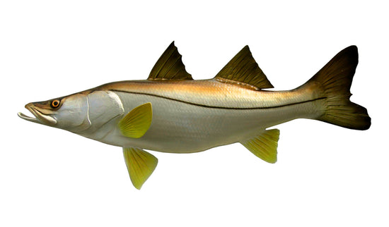 36-INCH SNOOK, HALF-SIDED