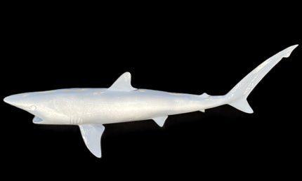 36-INCH BLACKTIP SHARK BLANK, STANDARD