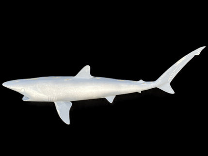 36-INCH BLACKTIP SHARK BLANK, STANDARD
