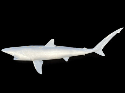 36-INCH BLACKTIP SHARK BLANK, STANDARD