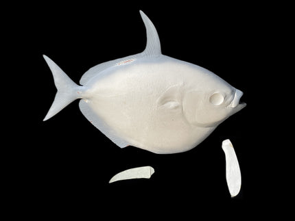37-INCH OPAH BLANK, STANDARD