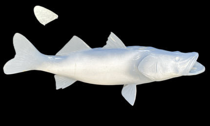 37-INCH COMMON SNOOK BLANK, STANDARD