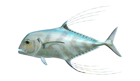 37-INCH AFRICAN POMPANO