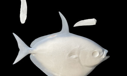 37-INCH OPAH BLANK, STANDARD