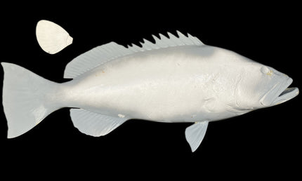 38-INCH BLACK GROUPER BLANK, STANDARD